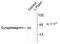 Synaptotagmin 1 antibody, NB300-235, Novus Biologicals, Western Blot image 