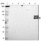 Serpin Family A Member 4 antibody, HPA003607, Atlas Antibodies, Western Blot image 