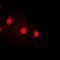 Cyclin E1 antibody, orb382448, Biorbyt, Immunofluorescence image 