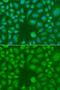TLE Family Member 5, Transcriptional Modulator antibody, orb373822, Biorbyt, Immunofluorescence image 