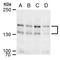 Sperm Associated Antigen 5 antibody, GTX115449, GeneTex, Western Blot image 