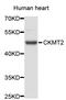 Creatine Kinase, Mitochondrial 2 antibody, abx002741, Abbexa, Western Blot image 