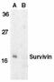 Baculoviral IAP repeat-containing protein 5 antibody, TA306025, Origene, Western Blot image 