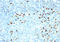Human Ig Light chain antibody, AM50287PU-S, Origene, Immunohistochemistry frozen image 