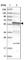 TSPY Like 1 antibody, HPA031971, Atlas Antibodies, Western Blot image 