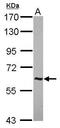 Abelson Helper Integration Site 1 antibody, GTX117263, GeneTex, Western Blot image 