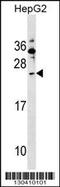 Shisa Family Member 5 antibody, 59-351, ProSci, Western Blot image 