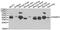 Receptor Activity Modifying Protein 3 antibody, abx005152, Abbexa, Western Blot image 