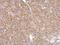 Phospholipase A2 Group IVA antibody, NBP1-31344, Novus Biologicals, Immunohistochemistry frozen image 