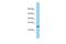 Lymphocyte Antigen 6 Family Member G6D antibody, A12757, Boster Biological Technology, Western Blot image 