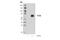 Transcription Factor EB antibody, 37785S, Cell Signaling Technology, Western Blot image 