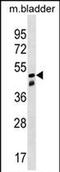 Sorting Nexin 8 antibody, PA5-72078, Invitrogen Antibodies, Western Blot image 