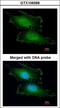 Penta-EF-Hand Domain Containing 1 antibody, LS-C185820, Lifespan Biosciences, Immunocytochemistry image 