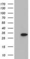 DHEA-ST antibody, NBP2-03003, Novus Biologicals, Western Blot image 