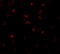 Bone Morphogenetic Protein 15 antibody, 6909, ProSci, Immunofluorescence image 