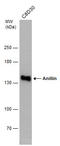 Anillin Actin Binding Protein antibody, GTX107742, GeneTex, Western Blot image 