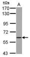 WD Repeat Domain 1 antibody, PA5-27654, Invitrogen Antibodies, Western Blot image 