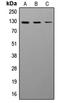 Neural Cell Adhesion Molecule 1 antibody, LS-C354058, Lifespan Biosciences, Western Blot image 