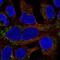 Mitochondrial Ribosomal Protein L19 antibody, NBP2-56761, Novus Biologicals, Immunofluorescence image 