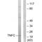 Lymphotoxin Beta antibody, A02565, Boster Biological Technology, Western Blot image 