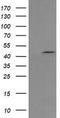 MEK1/2 antibody, TA506035, Origene, Western Blot image 