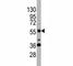 SRY-Box 9 antibody, F43515-0.4ML, NSJ Bioreagents, Western Blot image 