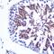 LETM1 Domain Containing 1 antibody, GTX54331, GeneTex, Immunohistochemistry paraffin image 