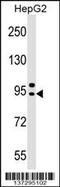 Adaptor Related Protein Complex 4 Subunit Beta 1 antibody, 59-083, ProSci, Western Blot image 