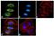 Tyrosine Kinase 2 antibody, 720124, Invitrogen Antibodies, Immunofluorescence image 