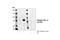 Fibroblast Growth Factor Receptor Substrate 2 antibody, 3864L, Cell Signaling Technology, Western Blot image 