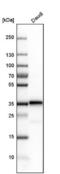 MHC Class II I-A antibody, NBP1-85225, Novus Biologicals, Western Blot image 