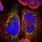 Armadillo Repeat Containing 10 antibody, NBP1-81127, Novus Biologicals, Immunofluorescence image 