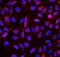 RNA Binding Motif Single Stranded Interacting Protein 3 antibody, A12416-3, Boster Biological Technology, Immunofluorescence image 