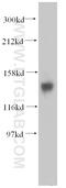 Diacylglycerol Kinase Eta antibody, 13873-1-AP, Proteintech Group, Western Blot image 