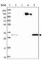 WD Repeat Domain 54 antibody, NBP1-82275, Novus Biologicals, Western Blot image 