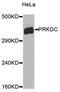 Protein Kinase, DNA-Activated, Catalytic Subunit antibody, MBS127062, MyBioSource, Western Blot image 