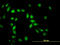 Apoptosis Inhibitor 5 antibody, LS-C105065, Lifespan Biosciences, Immunofluorescence image 