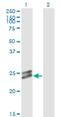 Opa Interacting Protein 5 antibody, H00011339-M01, Novus Biologicals, Western Blot image 