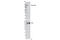 Fibroblast Growth Factor Receptor 1 antibody, 3476S, Cell Signaling Technology, Western Blot image 