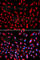 Claudin 11 antibody, A2593, ABclonal Technology, Immunofluorescence image 