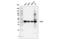 Actin Alpha 1, Skeletal Muscle antibody, 41185S, Cell Signaling Technology, Western Blot image 