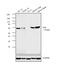 Nemo Like Kinase antibody, PA5-21877, Invitrogen Antibodies, Western Blot image 