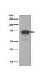 Trophoblast glycoprotein antibody, M07442-1, Boster Biological Technology, Western Blot image 