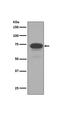 Trophoblast Glycoprotein antibody, M07442-1, Boster Biological Technology, Western Blot image 