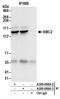 Structural Maintenance Of Chromosomes 2 antibody, A300-058A, Bethyl Labs, Western Blot image 