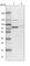 Transmembrane And Tetratricopeptide Repeat Containing 2 antibody, HPA026954, Atlas Antibodies, Western Blot image 