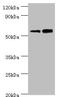 Gasdermin E antibody, orb352535, Biorbyt, Western Blot image 