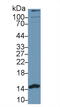 14 kDa phosphohistidine phosphatase antibody, MBS2006319, MyBioSource, Western Blot image 