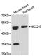 NK2 Homeobox 5 antibody, LS-C747773, Lifespan Biosciences, Western Blot image 