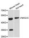 NKX2-5 antibody, LS-C747773, Lifespan Biosciences, Western Blot image 